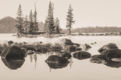 Picture of BETWEEN PINES AND SILENCE