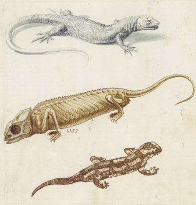 Picture of STUDY OF A LIZARD, CHAMELEON AND SALAMANDER 1553