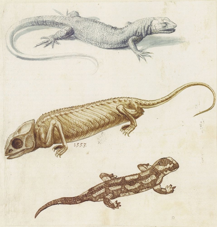 Picture of STUDY OF A LIZARD, CHAMELEON AND SALAMANDER 1553