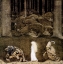 Picture of BIANCA AND THE TROLLS CA 1907