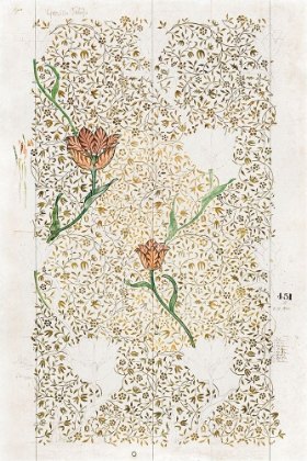 Picture of GARDEN TULIP 1885
