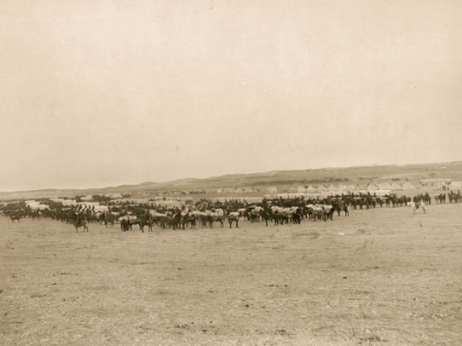 Picture of WAGONS &AMP; PACK MULES