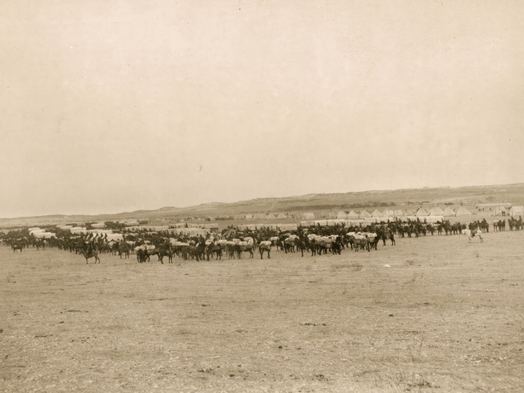 Picture of WAGONS &AMP; PACK MULES