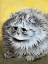 Picture of MISS FLUFFY, THE GREY PERSIAN