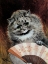 Picture of THE FLIRT WITH THE FAN