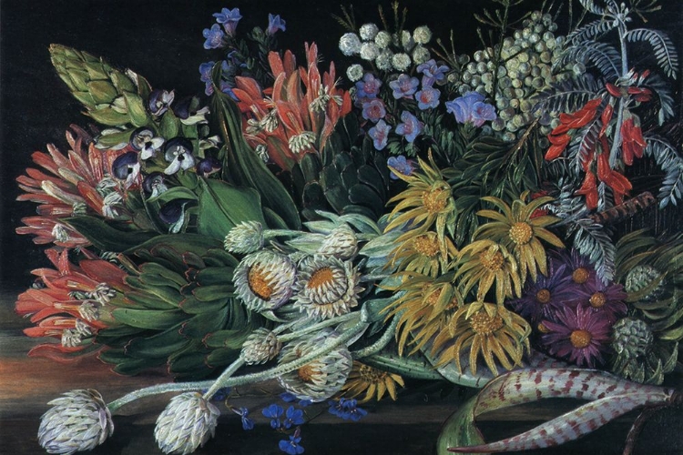 Picture of A MEDLEY OF FLOWERS FROM TABLE MOUNTAIN, SOUTH AFRICA