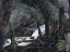 Picture of A NATURAL FERNERY IN VICTORIA