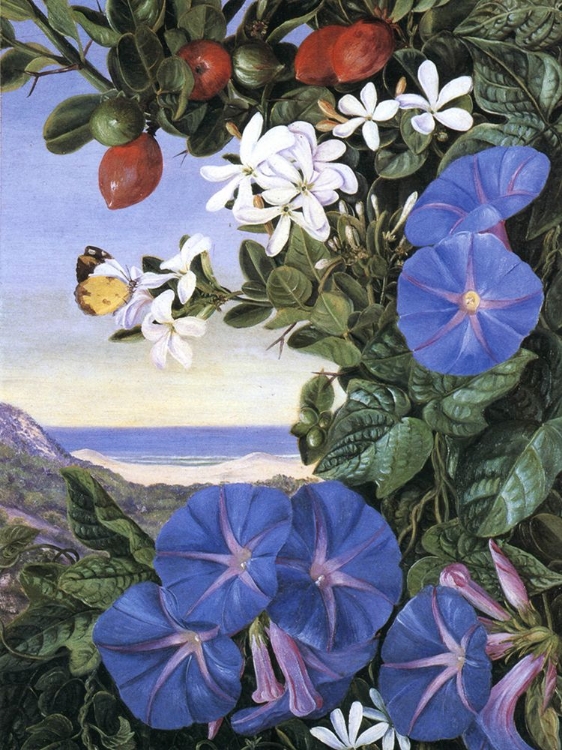 Picture of AMATUNGULA IN SOUTH AFRICA