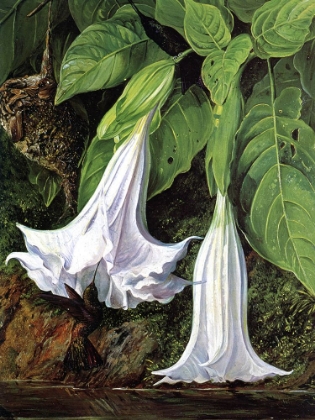 Picture of ANGELS TRUMPETS AND HUMMING BIRDS, BRAZIL