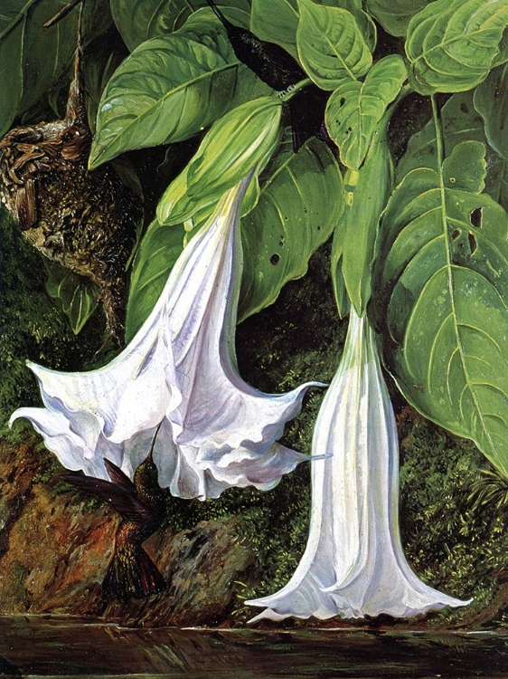 Picture of ANGELS TRUMPETS AND HUMMING BIRDS, BRAZIL