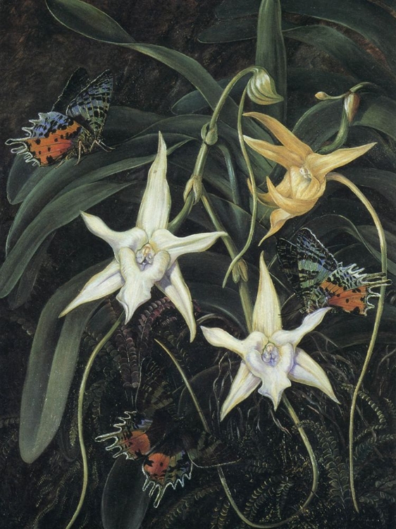 Picture of ANGRAECUM SESQUIPEDALE, SOUTH AFRICA