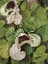Picture of ARISTOLOCHIA BRASILIENSIS, A CLIMBER