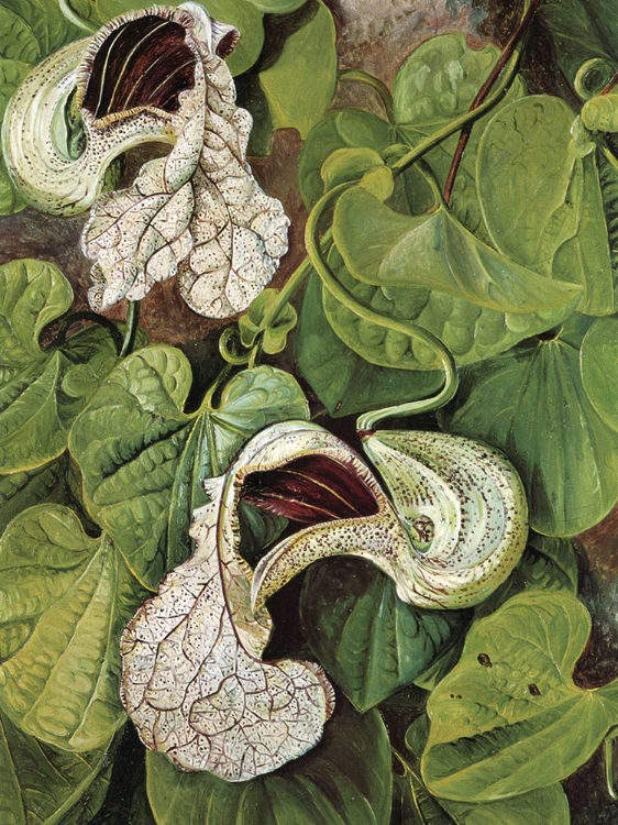 Picture of ARISTOLOCHIA BRASILIENSIS, A CLIMBER