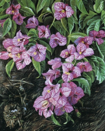 Picture of BOUGAINVILLEA, BRAZIL