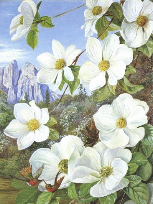 Picture of CALIFORNIAN OR MOUNTAIN DOGWOOD