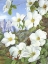 Picture of CALIFORNIAN OR MOUNTAIN DOGWOOD