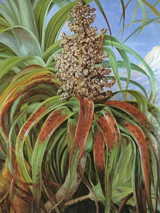 Picture of DRACOPHYLLUM TRAVERSII FROM NEW ZEALAND