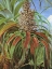 Picture of DRACOPHYLLUM TRAVERSII FROM NEW ZEALAND