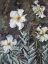 Picture of FLANNEL FLOWERS, BRANCA, BRAZIL