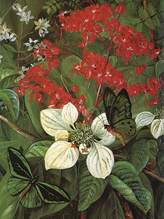 Picture of FLOWERS AND BUTTERFLIES OF SARAWAK