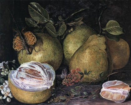 Picture of FLOWERS AND FRUIT OF POMELO