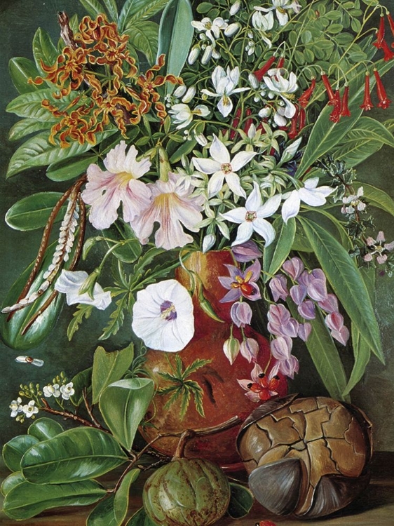 Picture of FLOWERS FROM THE SEYCHELLES