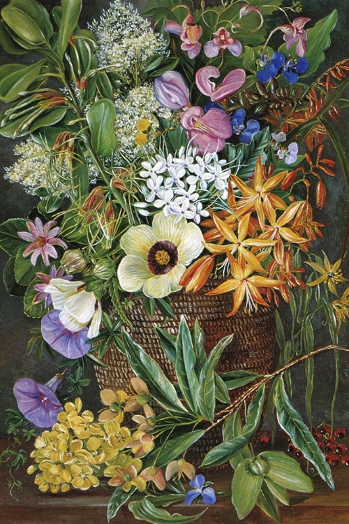 Picture of FLOWERS OF ST JOHNS