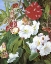 Picture of FLOWERS OF TWO INDIAN RHODODENDRONS
