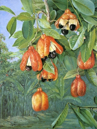 Picture of FOLIAGE AND FRUIT OF THE AKEE, JAMAICA