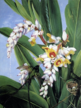 Picture of FOLIAGE AND FLOWERS OF ALPINIA ZERUMBET FROM ASIA