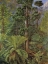 Picture of FOREST ON MOUNT WELLINGTON, TASMANIA