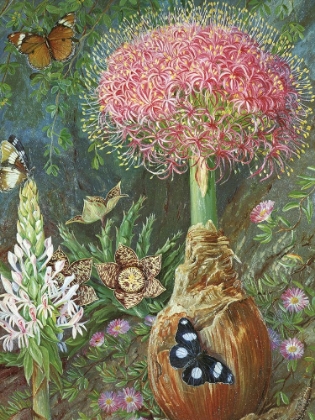 Picture of GIFBOL AT GRAHAMSTOWN, SOUTH AFRICA