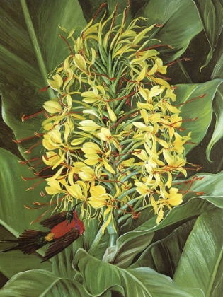 Picture of GINGER LILY AND FIRETAILED SUNBIRD