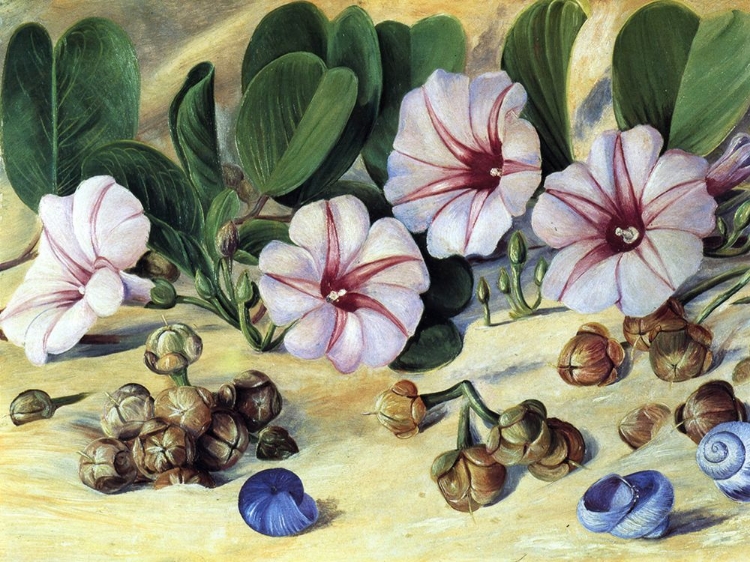 Picture of IPOMOEA PES-CAPRAE, SANDY-SHORE PLANT