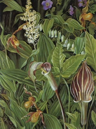 Picture of JACK-IN-THE-PULPIT AND LADYS SLIPPER ORCHID, NEW YORK