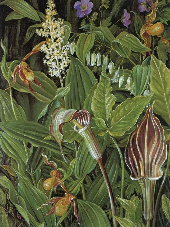 Picture of JACK-IN-THE-PULPIT AND LADYS SLIPPER ORCHID, NEW YORK