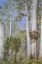 Picture of KARRI GUMS, WEST AUSTRALIA