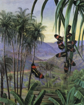 Picture of LANDSCAPE AT MORRO VELHO, BRAZIL