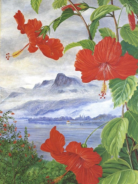 Picture of MAHE, SEYCHELLES WITH HIBISCUS