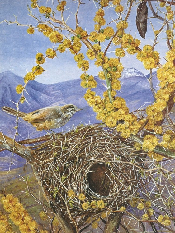 Picture of NEST OF THE TRABAJOR LESSER CANESTERO, CHILI