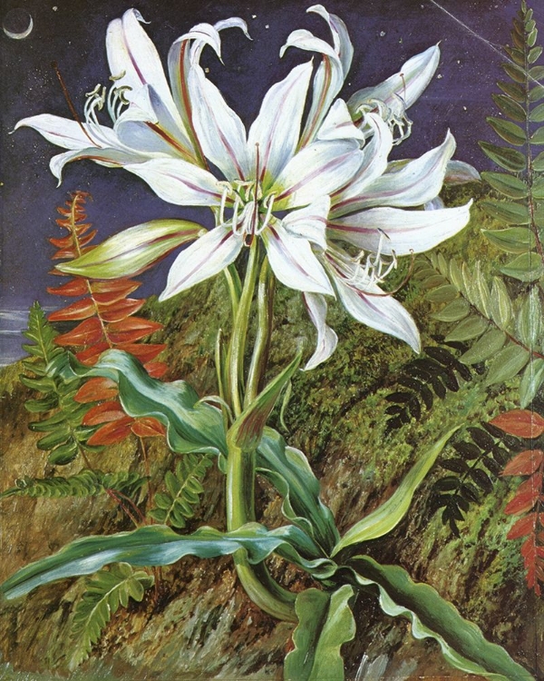 Picture of NIGHT-FLOWERING CRINUM LILY