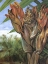 Picture of NIPA OR NYPA PALM IN SARAWAK