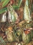 Picture of PITCHER PLANTS, SARAWAK