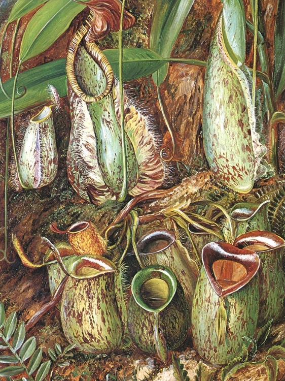 Picture of PITCHER PLANTS, SARAWAK