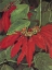 Picture of POINSETTIA AT MORRO VELHO, BRAZIL