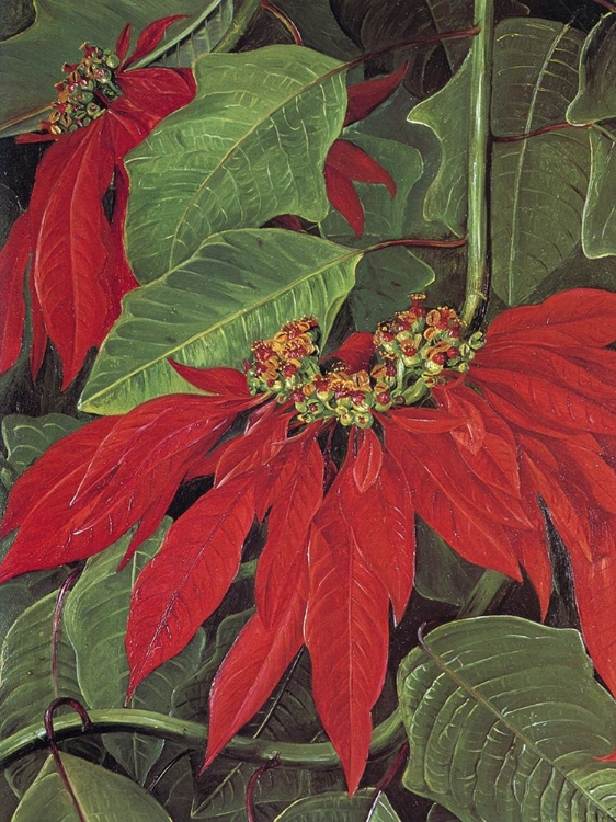 Picture of POINSETTIA AT MORRO VELHO, BRAZIL