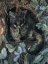Picture of POSSUM UP A GUM TREE, AUSTRALIA