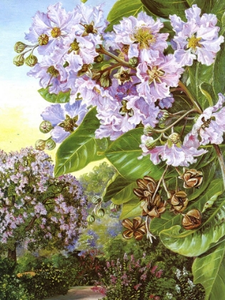 Picture of PRIDE OF INDIA, FOREST TREE OF INDIA