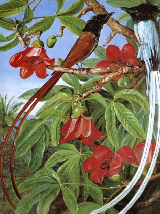 Picture of RED COTTON TREE AND PARADISE FLYCATCHERS, CEYLON
