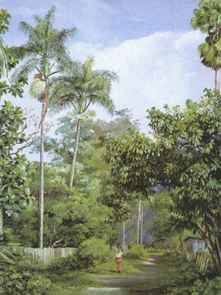 Picture of ROAD WITH PALMS, BATH, JAMAICA